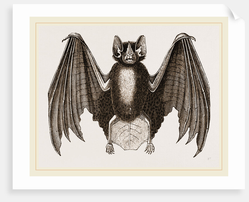 Crenulated Javelin-Bat by Anonymous