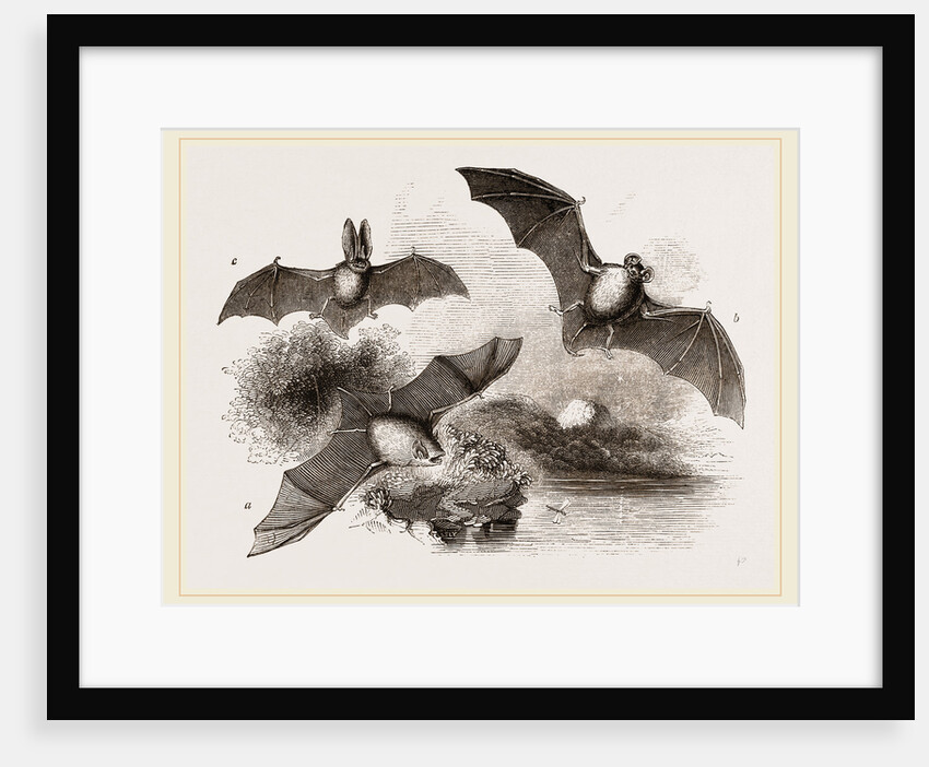 British Bats by Anonymous