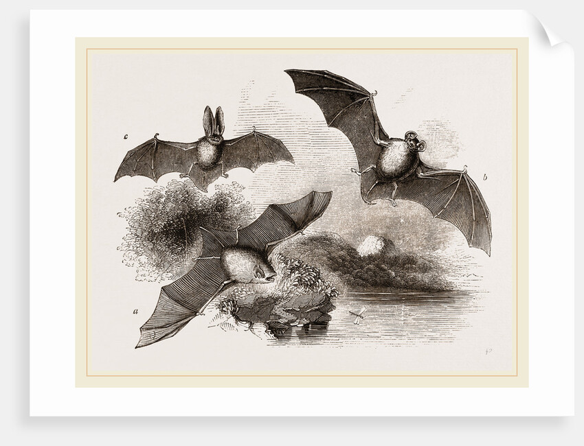 British Bats by Anonymous