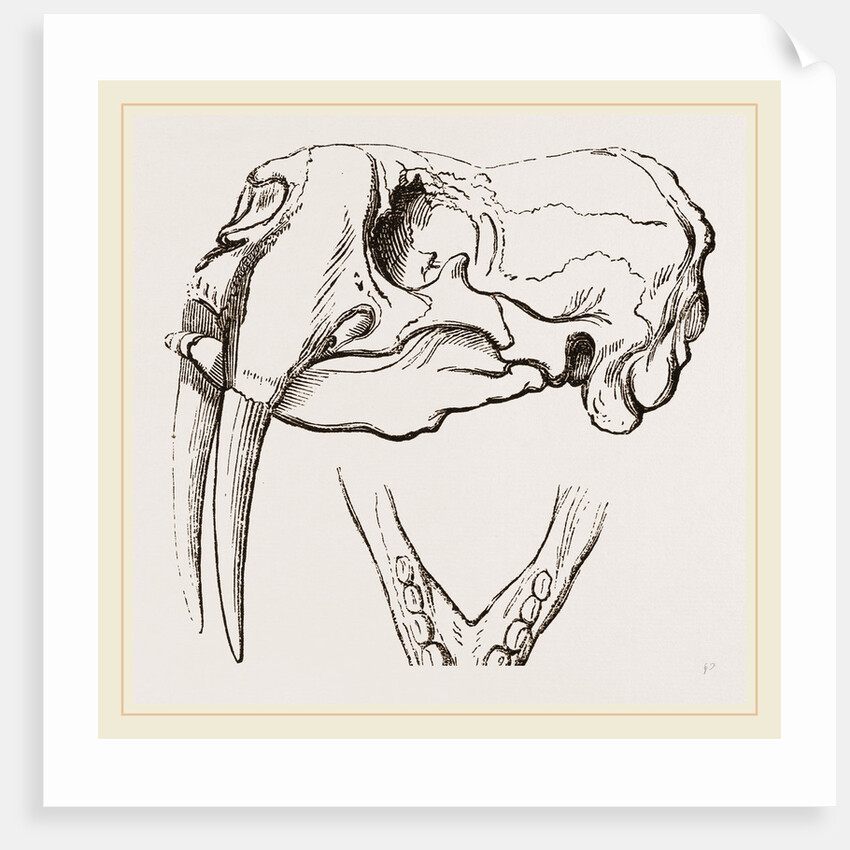 Skull and Lower Jaw of Walrus by Anonymous