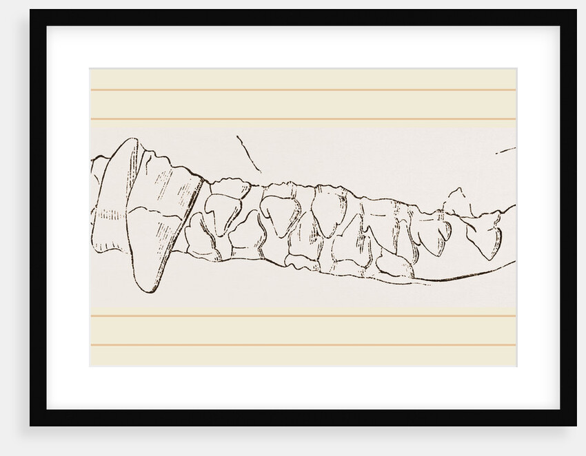 Teeth of Ursine Seal by Anonymous