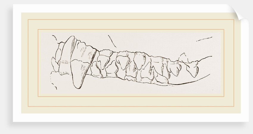 Teeth of Ursine Seal by Anonymous