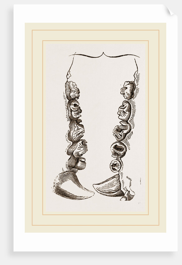 Teeth of Crested Seal by Anonymous