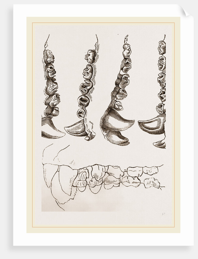 Teeth of Crested Seal by Anonymous