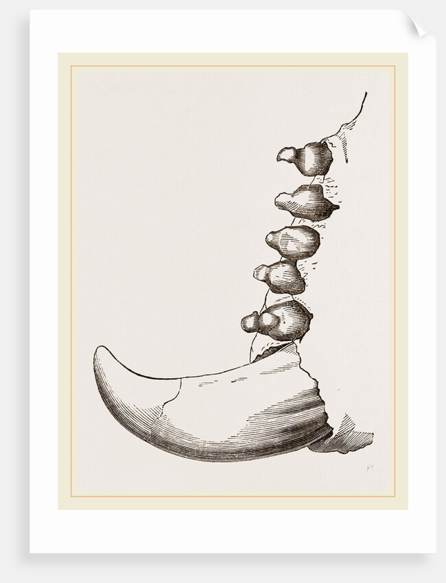 Teeth of Elephant Seal by Anonymous