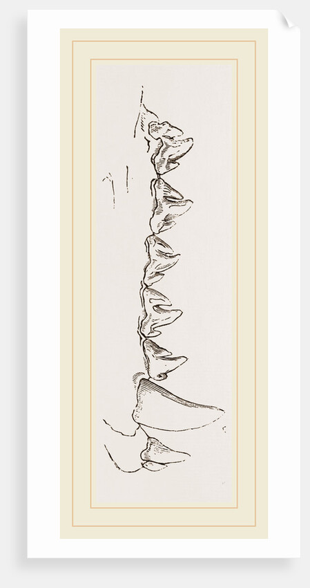 Teeth of Sea Leopard by Anonymous