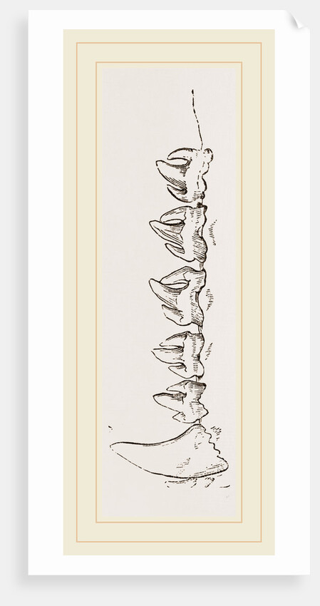 Teeth of Sea-Leopard by Anonymous