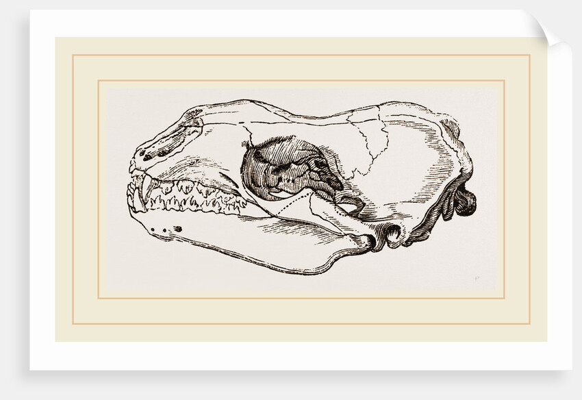 Skull of Sea-Leopard by Anonymous