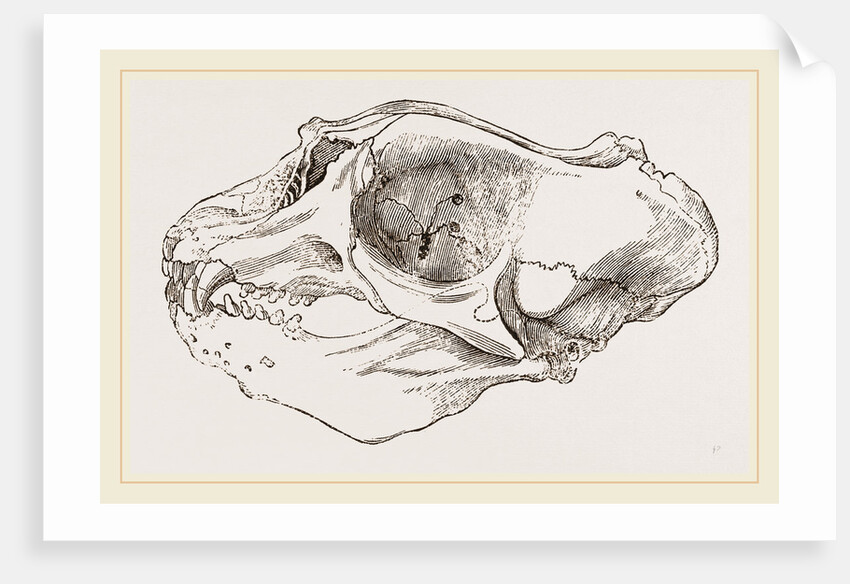 Skull of Elephant-Seal by Anonymous