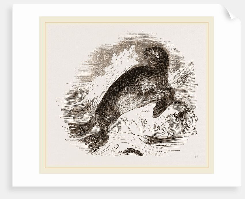 Ursine Seal by Anonymous