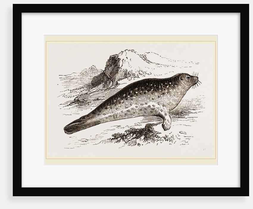 Common Seal by Anonymous
