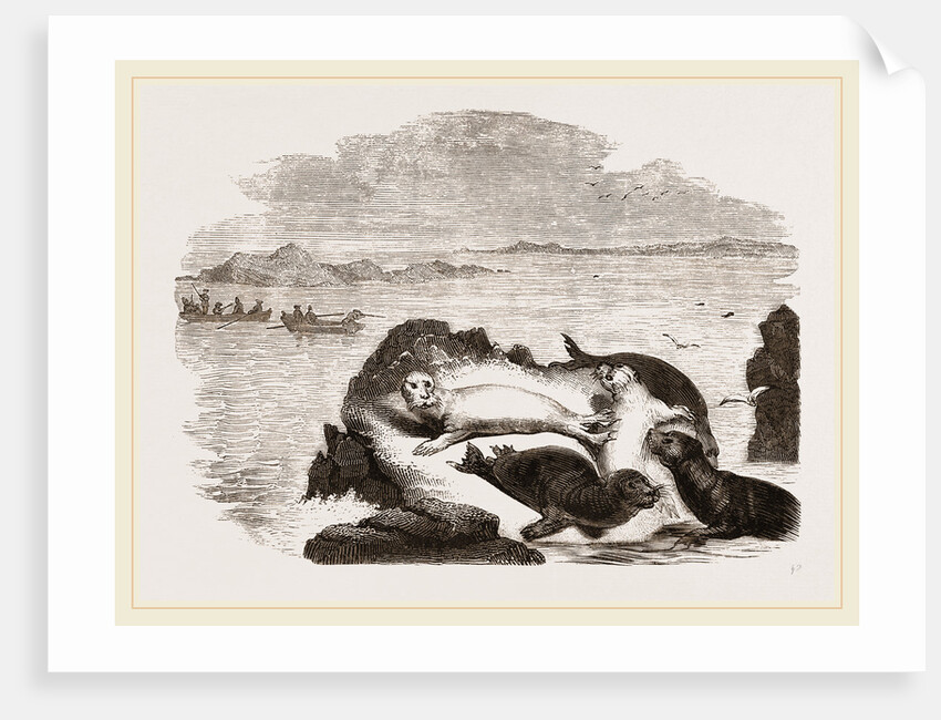 Seal hunting in Scotland by Anonymous