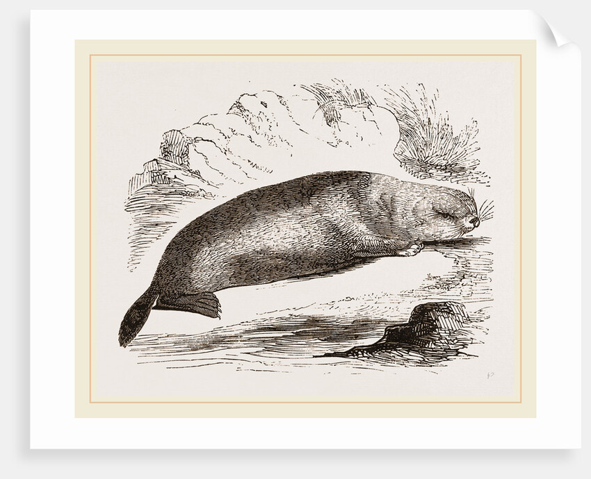 Sea-Otter by Anonymous