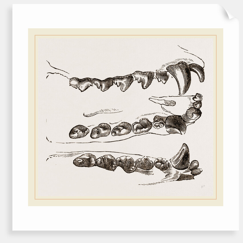 Teeth of Seal by Anonymous