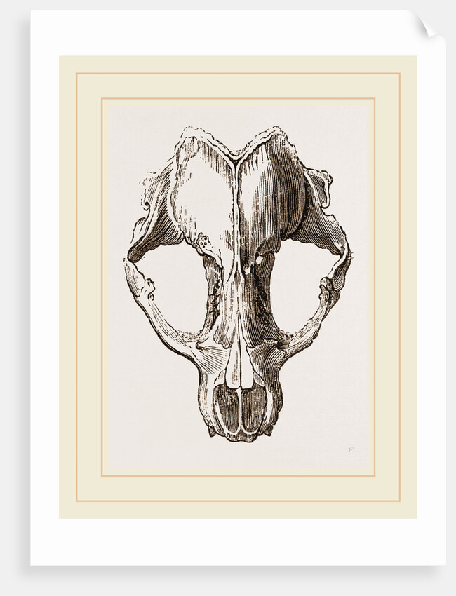 Skull of Seal by Anonymous