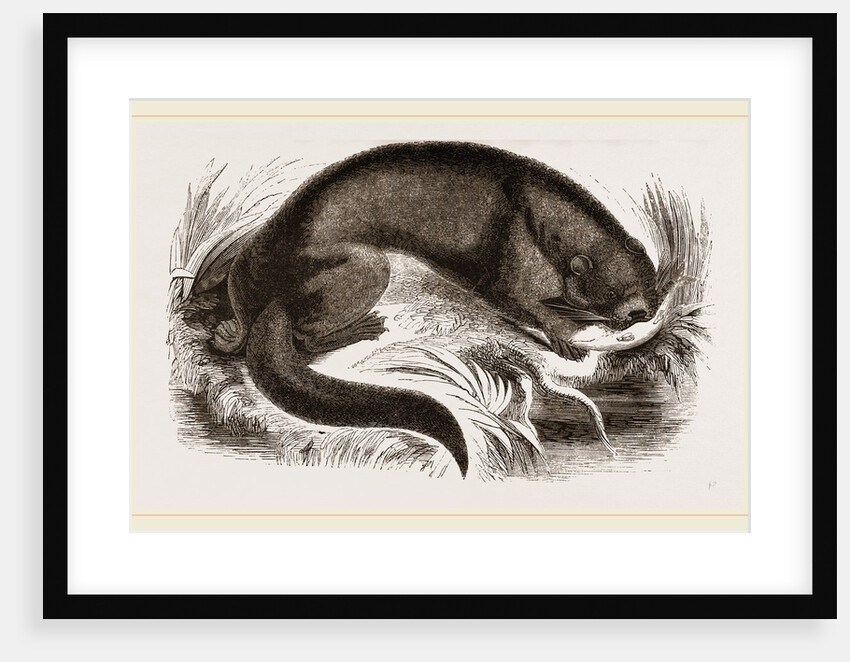 Otter by Anonymous