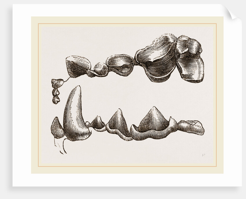 Teeth of Otter by Anonymous