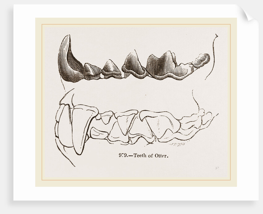 Teeth of Otter by Anonymous