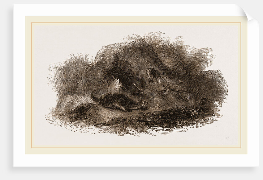 Otter in Cave by Anonymous