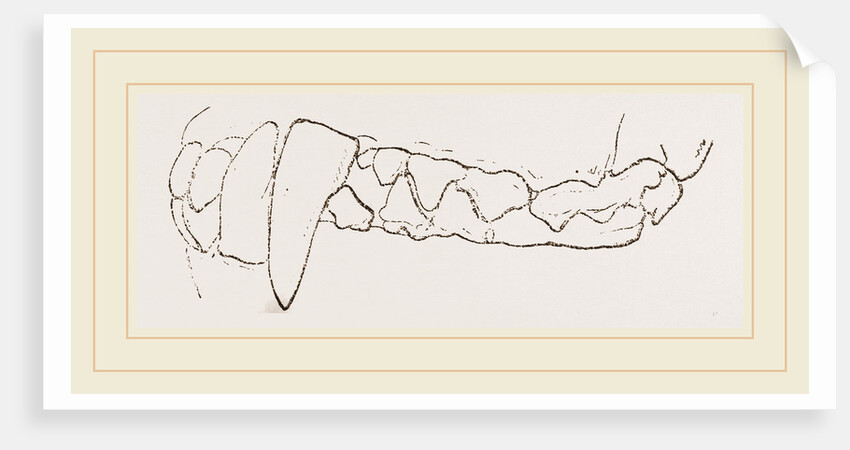 Teeth of Badger by Anonymous