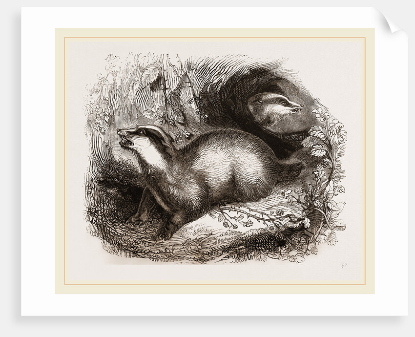 Common Badger by Anonymous