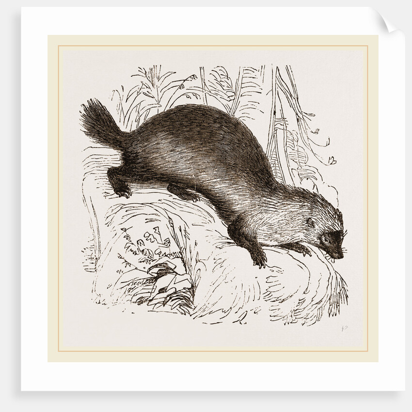 Glutton by Anonymous