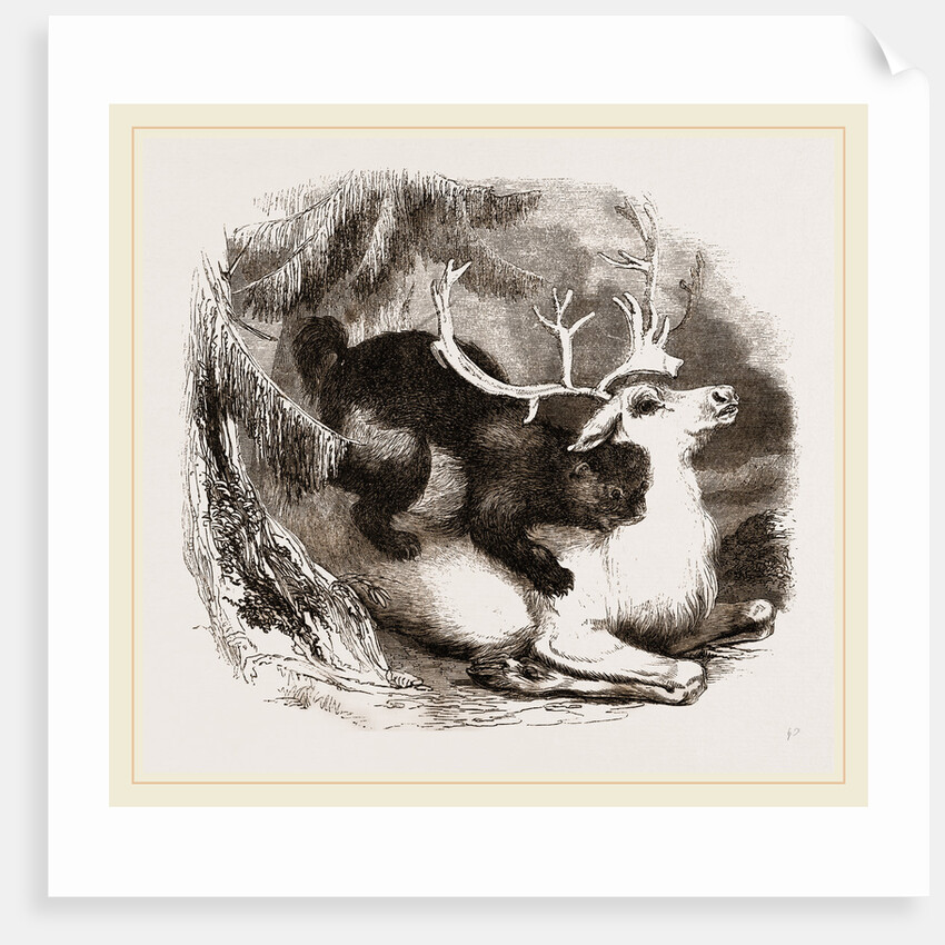 Glutton and Rein-deer by Anonymous