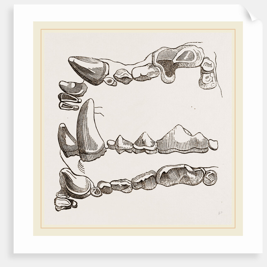 Teeth of Glutton by Anonymous