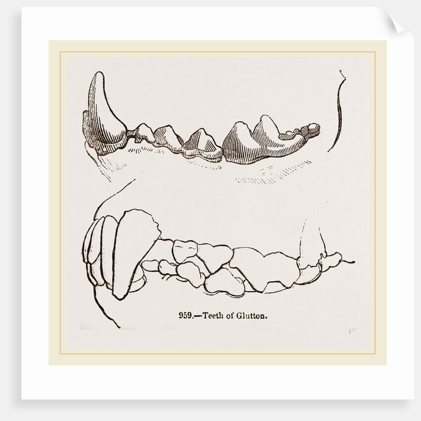 Teeth of Glutton by Anonymous