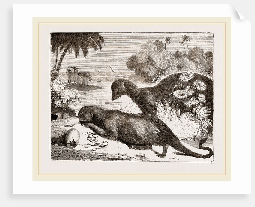 Egyptian Ichneumons by Anonymous