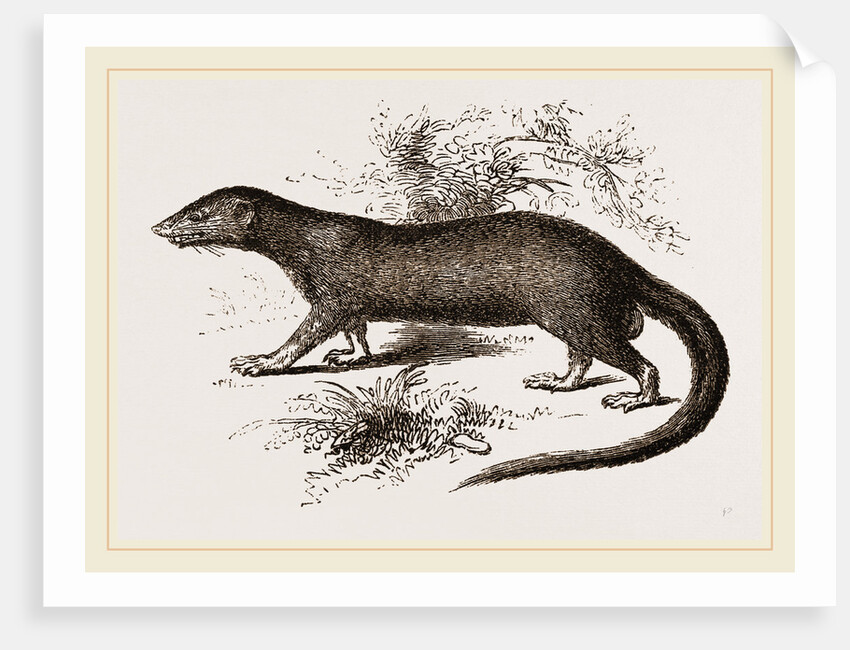 Garangan by Anonymous