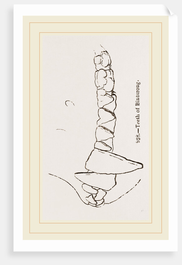 Teeth of Binturong by Anonymous