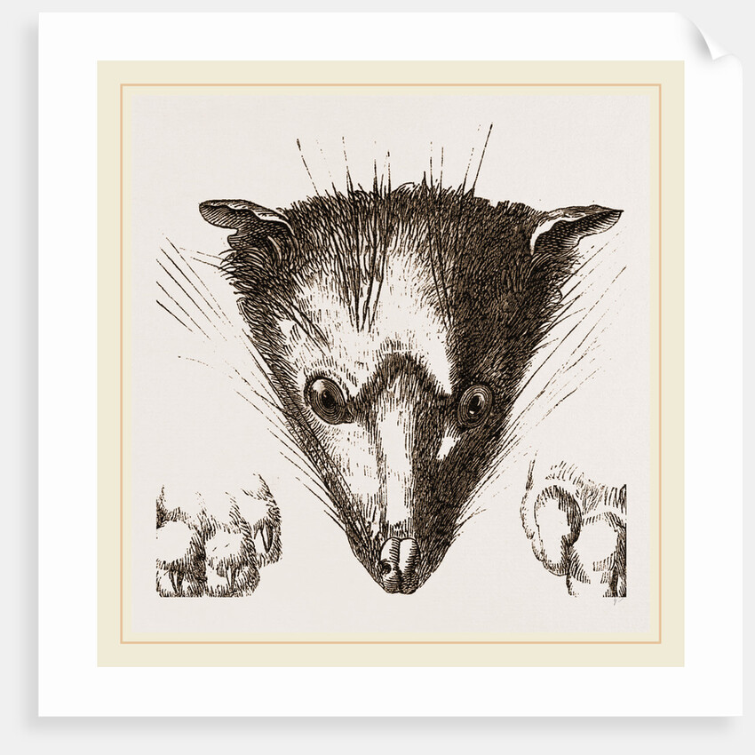 Head of Delundung by Anonymous