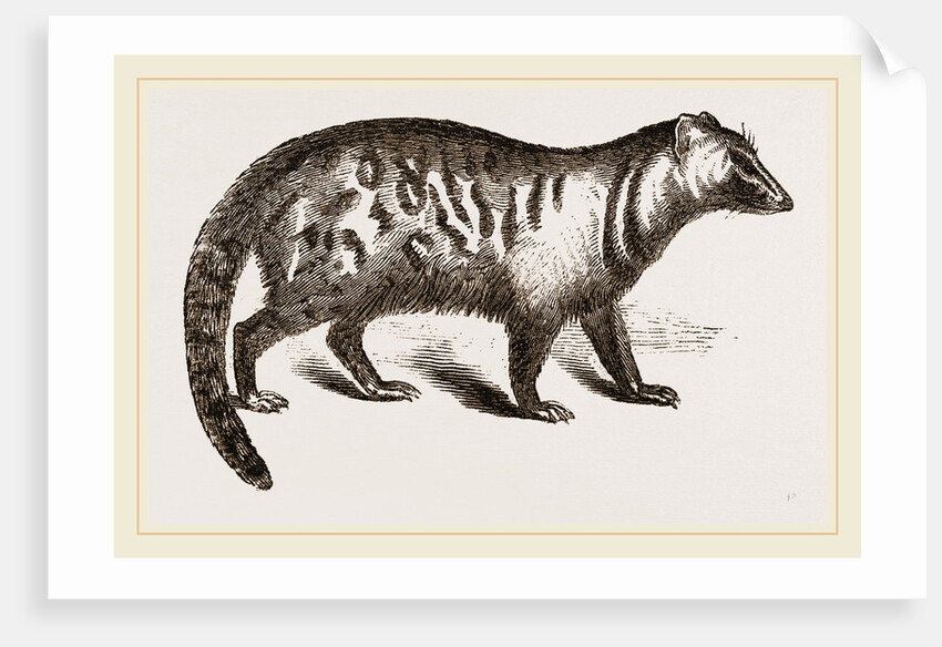 Civet by Anonymous