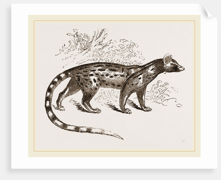 Genet by Anonymous