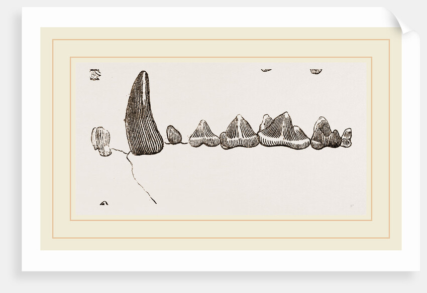 Teeth of Ichneumon by Anonymous