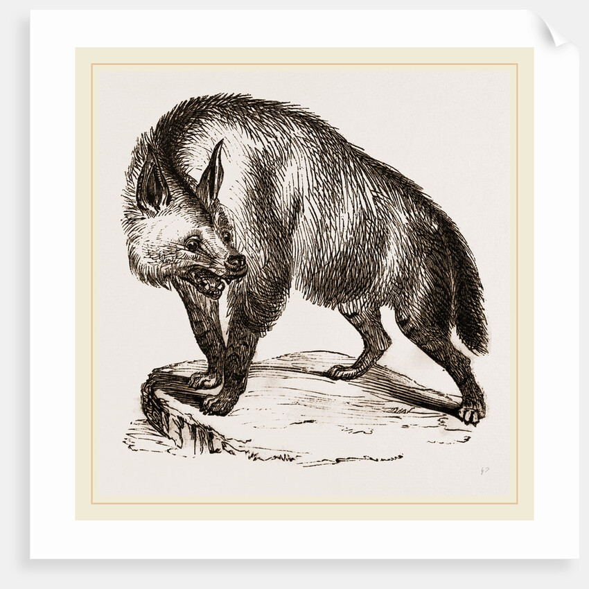 Villose Hyena by Anonymous