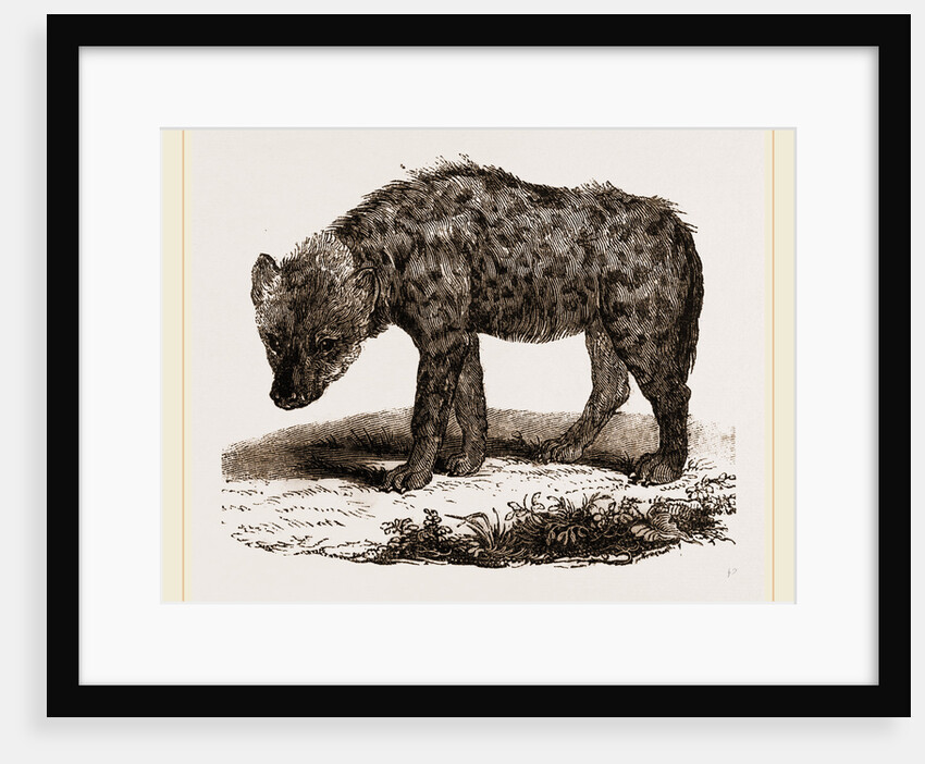 Spotted Hyena by Anonymous