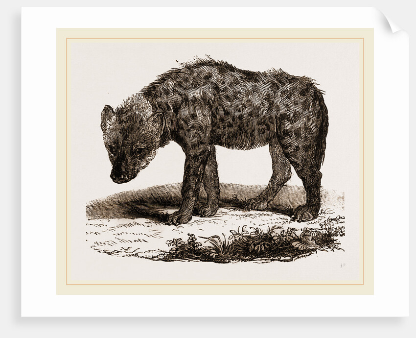 Spotted Hyena by Anonymous