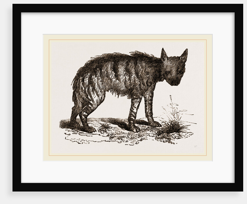 Striped Hyena by Anonymous