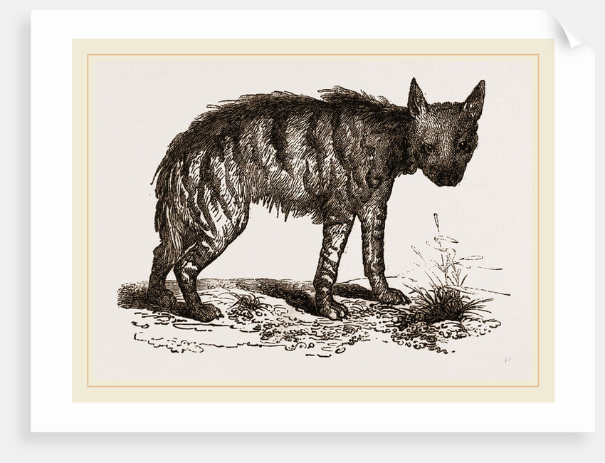 Striped Hyena by Anonymous