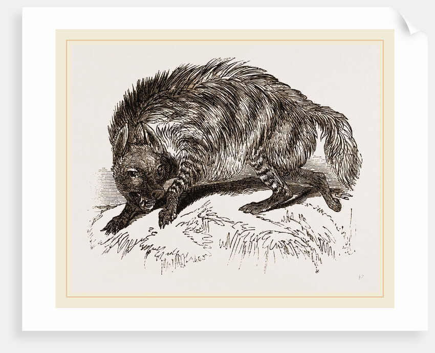 Striped Hyena by Anonymous