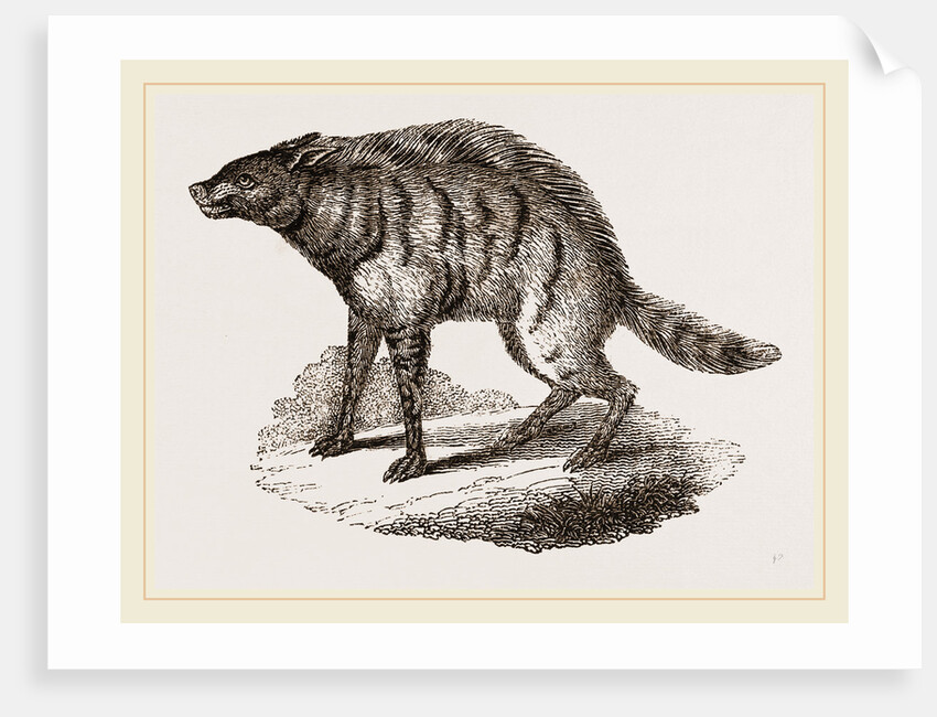 Proteles or Aard-Wolf by Anonymous