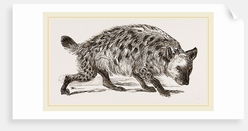 Spotted Hyena by Anonymous