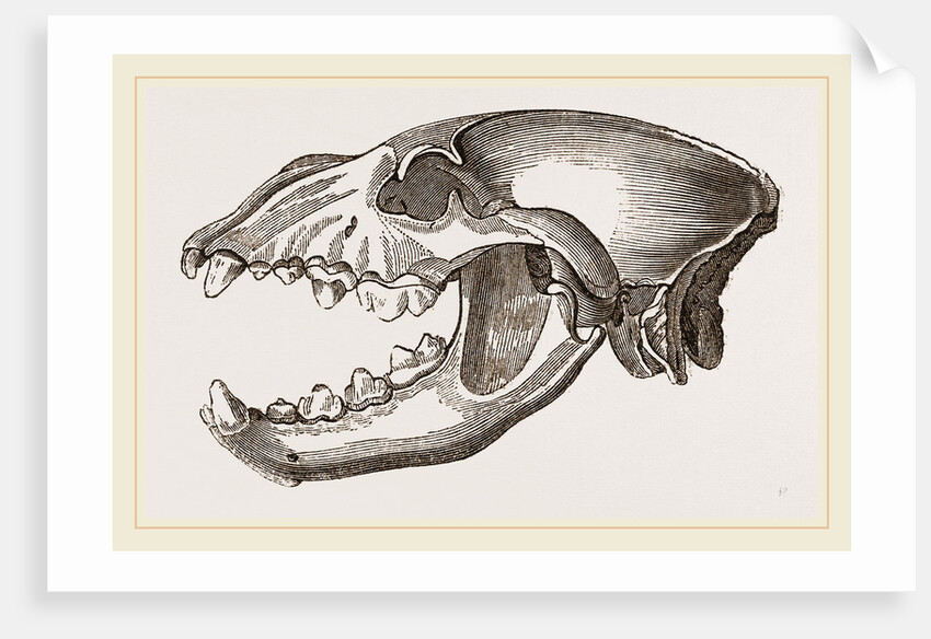 Skull of Spotted Hyena by Anonymous