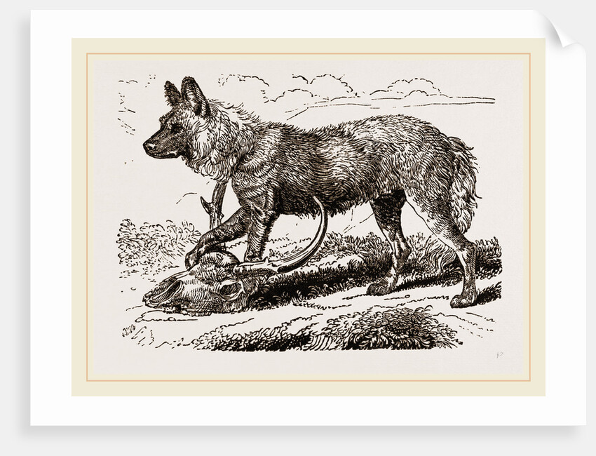 Cape Hunting-Dug by Anonymous