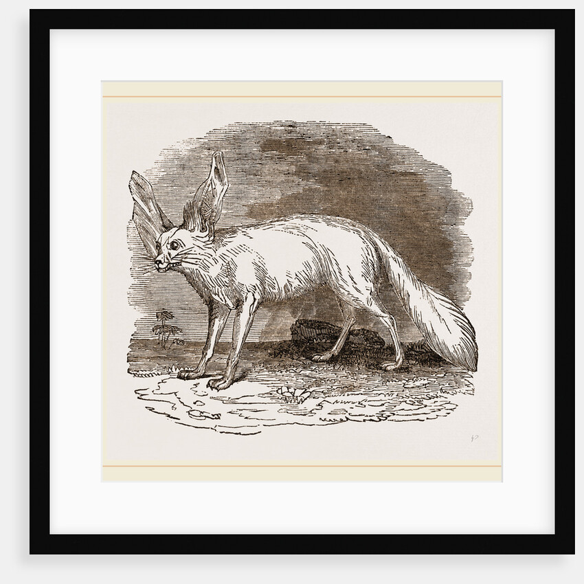 Fennec by Anonymous