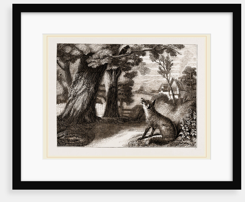 Common Fox by Anonymous