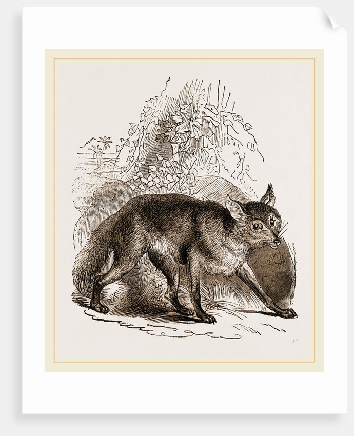 Egyptian Fox by Anonymous