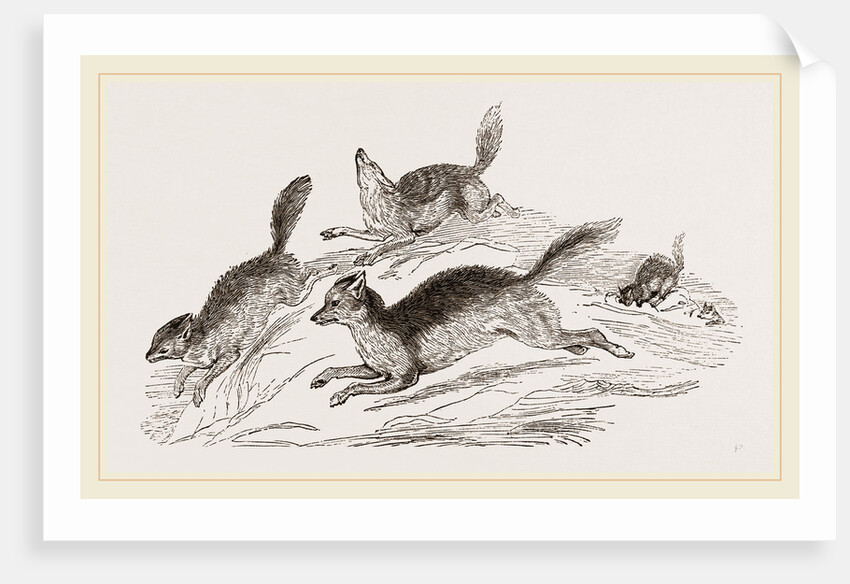 Jackals by Anonymous